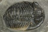 Detailed Proetid (Gerastos) Trilobite Fossil - Morocco #343304-3